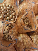 Cebula na szczypior Medalion f1