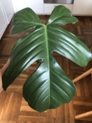 Philodendron Squamiferrum