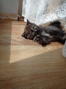 Piękna kotka brytyjska szylkret 