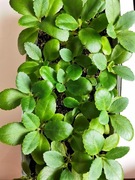 Żyworódka Pierzasta Kalanchoe Pinnata Lecznicza