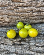 GREEN DOCTOR Pomidor Kolekcjonerski  