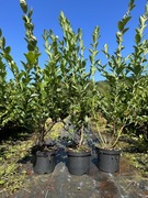 Borowka amerykańska 