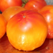 Pomidor Hillbilly nasiona kolekcjonerskie