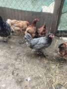 Jajka lęgowe kurze, jaja od kur miks, leghorn, czubatka, rosa