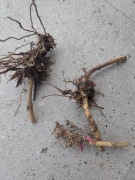 Miskant olbrzymi kłącza