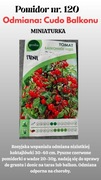 Nasiona Pomidorów Cudo Balkonu 