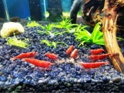 Krewetki Sakura Red 10sztuk!