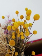 Kraspedia naturalna suszone kwiaty 20szt 