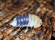 Cubaris sp. Rubber bee