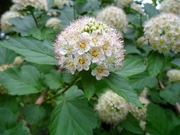 Pęcherznica zielona