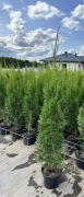 TUJA SZMARAGD w doniczce 100/110 cm