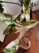 Syngonium Emerald Gem Variegata 