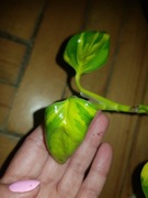 Epipremnum neon joy kiwi cięta szczyt