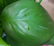 Scindapsus Officinalis cięty 