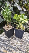 Grubosz Crassula Gollum Reverse Variegata oraz Return of Beauty 