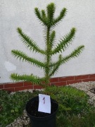 Araukaria chilijska, tzw. Małpie Drzewo, 75 cm