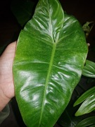 Philodendron filodendron  Parasio Verde cięty szczyt