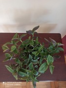 Trzykrotka gęsta sadzonka