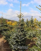 Świerk  dwubarwny BICOLOR 250-300 cm