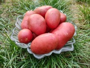 Ziemniaki Red Anna 10kg