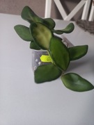 Hoya Hoja Ds-70wariegata