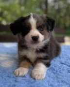 Owczarek amerykański miniaturowy mas - nie owczarek australijski aussie