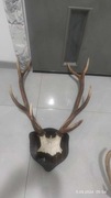 Rogi jelenia, trofeum 