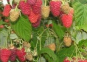 Sadzonki maliny letniej Glen Ample.