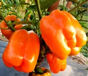 BIG MAMA Słodka Papryka Gigant Blok kolekcjonerski