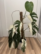Monstera deliciosa variegata piekna wariegacja 
