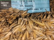 Owies Ozimy Snowbird 20kg Poplon Pasza dla Koni Kur Kaczek Gęsi królików