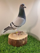 Gołębie pocztowe Super materiał do rozpłodu Knapik Piotr i Tomasz