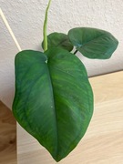 Syngonium Chiapense Variegata REGRES - don. 10 cm