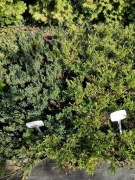 Rośliny na skarpy jałowce iglaki