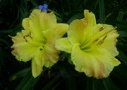 Liliowiec Smuggler`s Gold