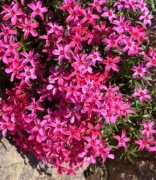 Floks szydladty Atropurpurea bylina wieloletnia sadzonka 