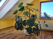 Monstera Deliciousa ~180 cm