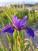 Irys syberyjski 'Stone Flower' Iris sibirica