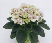 sadzonka fiołka kolekcjonerskiego 