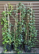 Pnącze Bluszcz Hedera Helix 2,5-3,5m z dowozem 