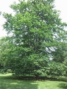 ROCA PYROS brodzik STONEX 1800x900x36 mm