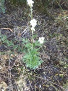 Pylenec pospolity sadzonka 