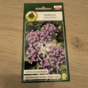 Werbena patagońska NASIONA 