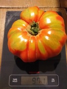 Pomidor malinowy kolekcjonerski, jak dawny malinowy pomidor