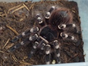 Acanthoscurria geniculata L2 ptasznik pająk terrarium