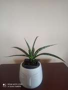 Sansevieria Fernwood sadzonka