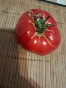 Nasiona pomidor Brutus min. 5szt.