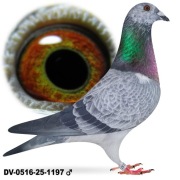 Młode 2026 para 32 oryg Rainer Puttmann Hurrican 51 super twarde 