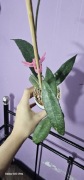 Hoya Clemensiorum Indonesia splash -duza  roslina