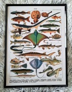 Plakat w Ramce – Atlas Ryb Morskich